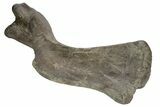 Fossil Hadrosaur (Maiasaura) Left Humerus Bone - Montana #214275-11